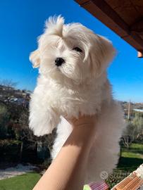 Maltese dolcissimo