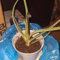 piantine di aloe vera 