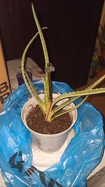 piantine di aloe vera 