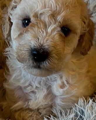 Cuccioli barboncino nano