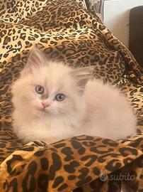 Cucciola Ragdoll Blue Bicolor - Alta Genealogia