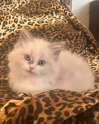 Cucciola Ragdoll Blue Bicolor - Alta Genealogia
