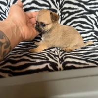 Chihuahua femmina crema mini Toy