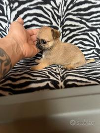 Chihuahua femmina crema mini Toy