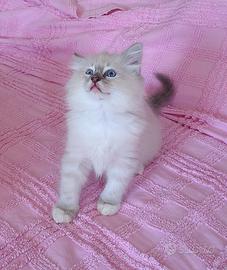 Cuccioli ragdoll con pedigree