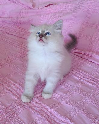 Cuccioli ragdoll con pedigree