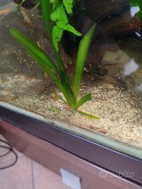 pianta vallisneria per acquario 