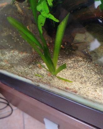pianta vallisneria per acquario 
