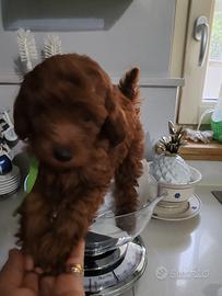 Cuccioli di barboncino