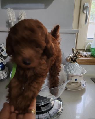 Cuccioli di barboncino