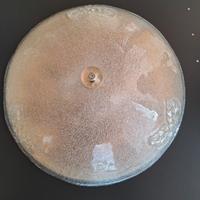 plafoniere da soffitto