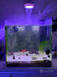 Acquario marino