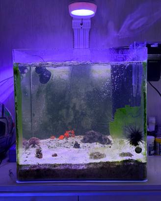 Acquario marino