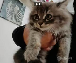 Gattini siberiani siberian neri