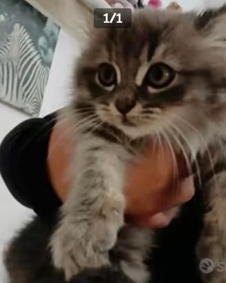 Gattini siberiani siberian neri