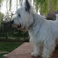 Whest hingland white terrier per monte