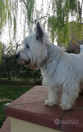 Whest hingland white terrier per monte