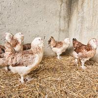 Galline faverolles