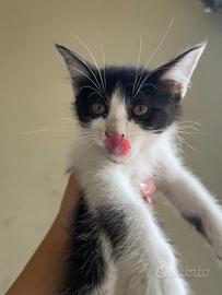Splendide gattine di 2 mesi