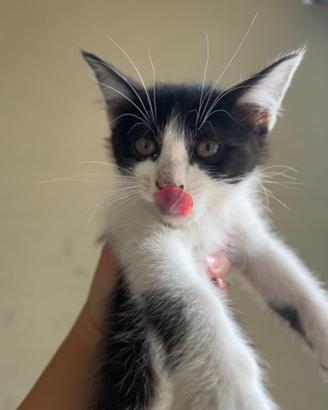 Splendide gattine di 2 mesi