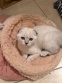 Cuccioli Scottish Fold femmina Golden Color Point