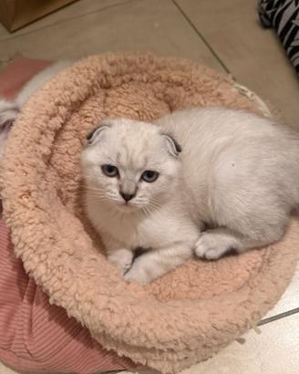 Cuccioli Scottish Fold femmina Golden Color Point