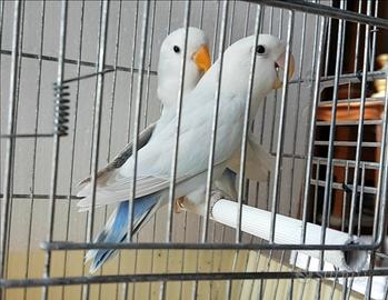 Pappagalli inseparabili