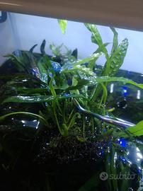 Piante vive per acquariio 