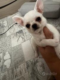 Chihuahua toy