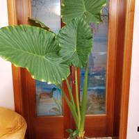 Alocasia h.240