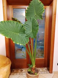 Alocasia h.240