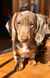 Bassotto kaninken maschio