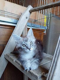 Maine coon femmine