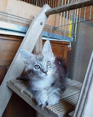 Maine coon femmine