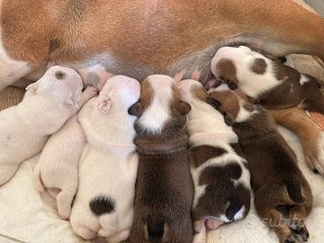 Bulldog Inglese