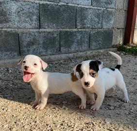 Cuccioli di Jack Russel