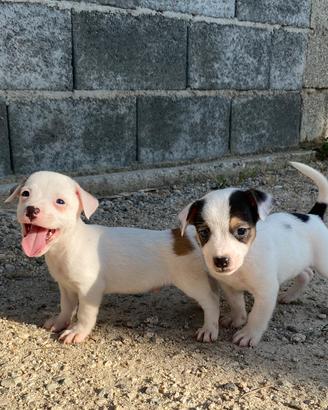 Cuccioli di Jack Russel