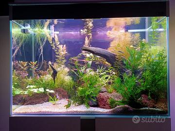 Acquario ciano 80