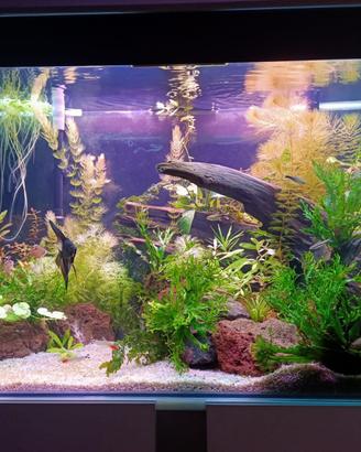 Acquario ciano 80