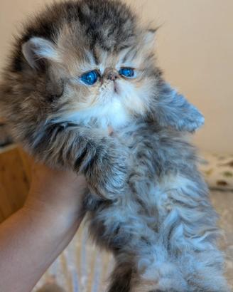 Gatto persiano chinchillà