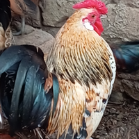 Coppia gallinelle SERAMA MALESE (le più piccole al