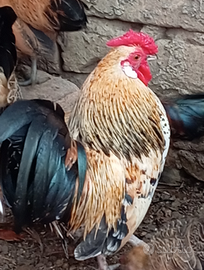 Coppia gallinelle SERAMA MALESE (le più piccole al