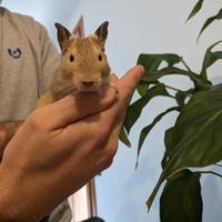 Cuccioli di degu del Cile allevati a mano