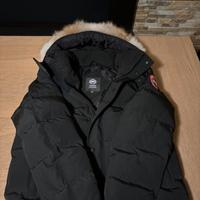 Canada goose