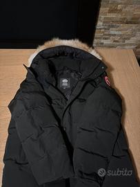 Canada goose