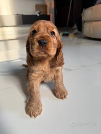 Cocker spaniel inglese