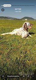 setter inglese