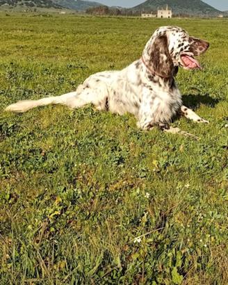setter inglese