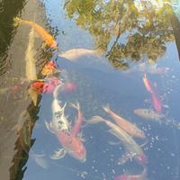 Koi vario tipo