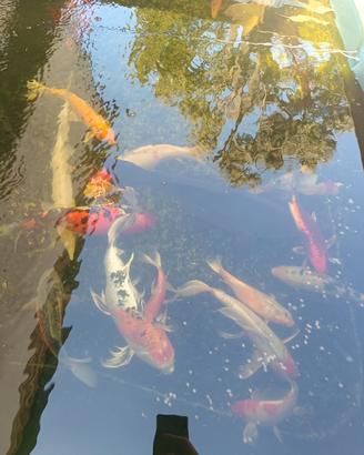 Koi vario tipo